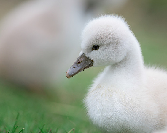 Cygnet