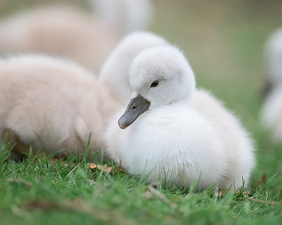 Cygnet