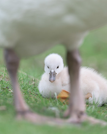 Cygnet