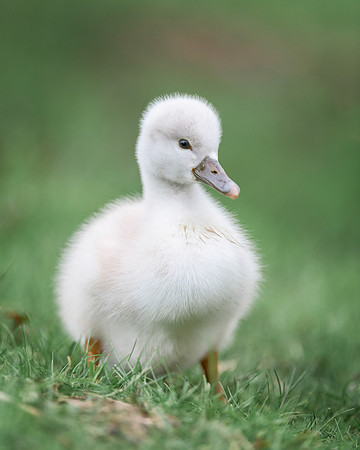 Cygnet