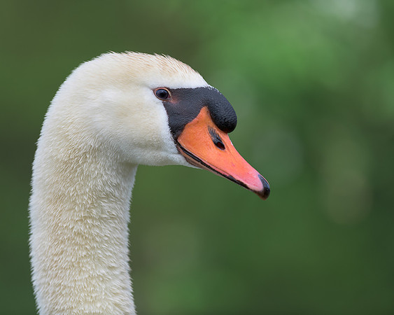 Mute swan