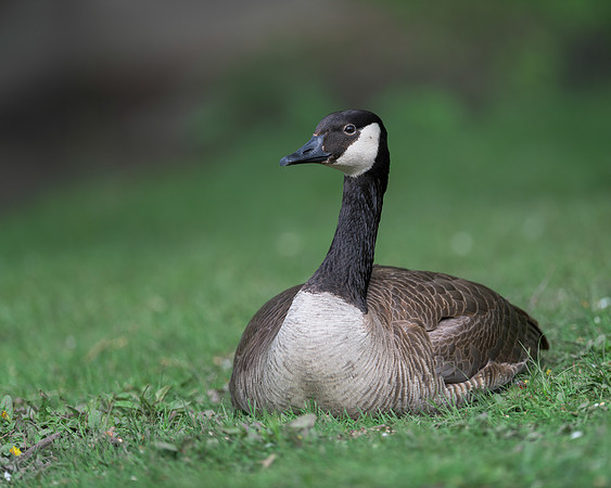 Canada goose