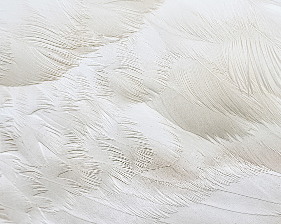 Swan feathers