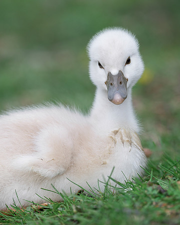 Cygnet