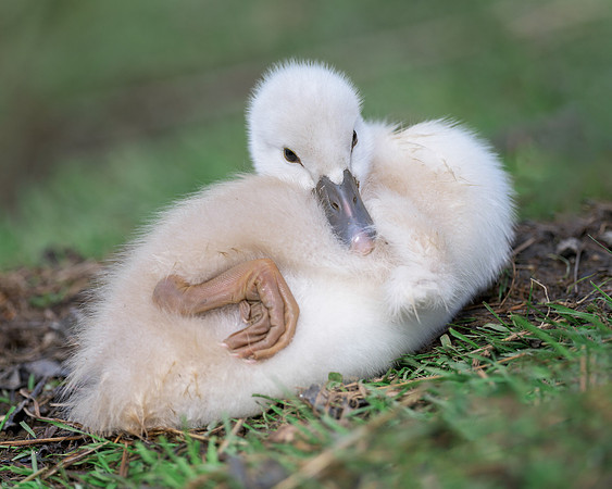 Cygnet