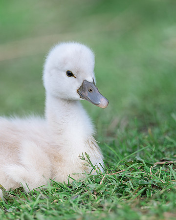 Cygnet