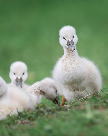 Cygnet