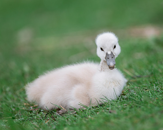Cygnet