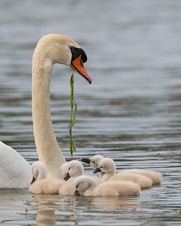 Cygnets with mother
