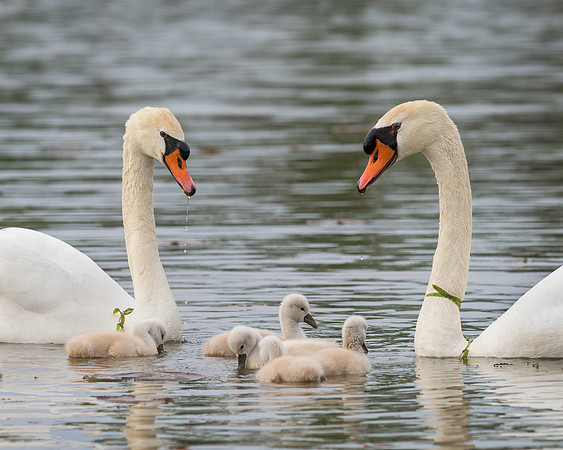 Cygnets with mother