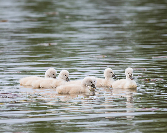 Cygnets with mother
