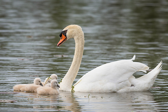 Cygnets with mother