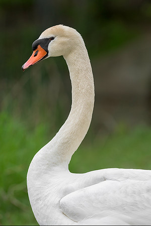 Swan