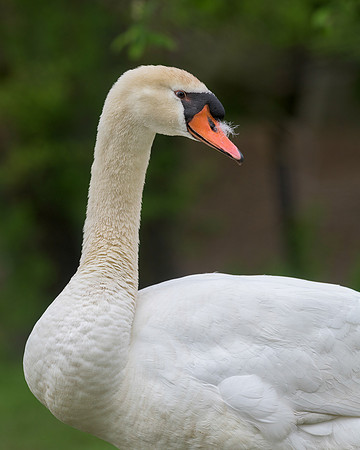 Swan