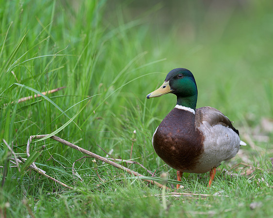 Mallard duck