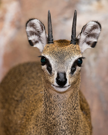 Klipspringer