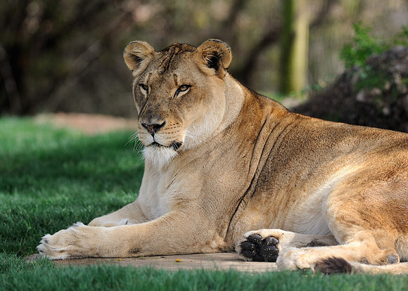 African lion
