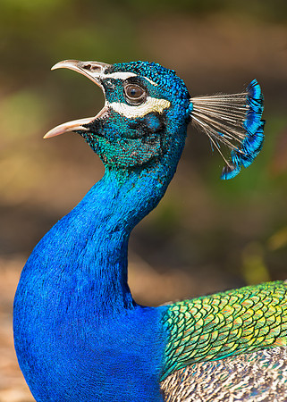 Peacock