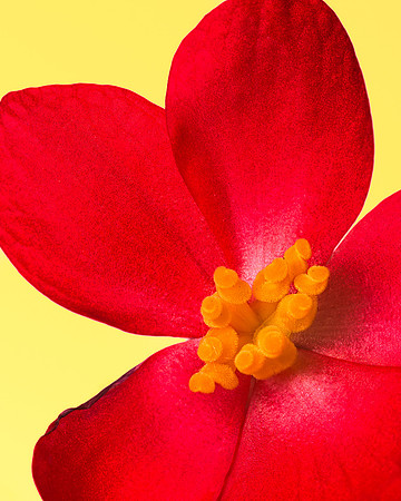 Begonia