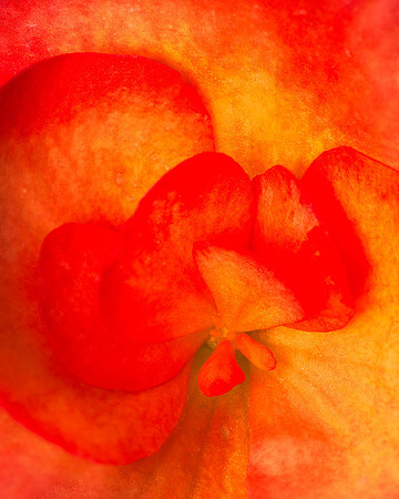 Begonia
