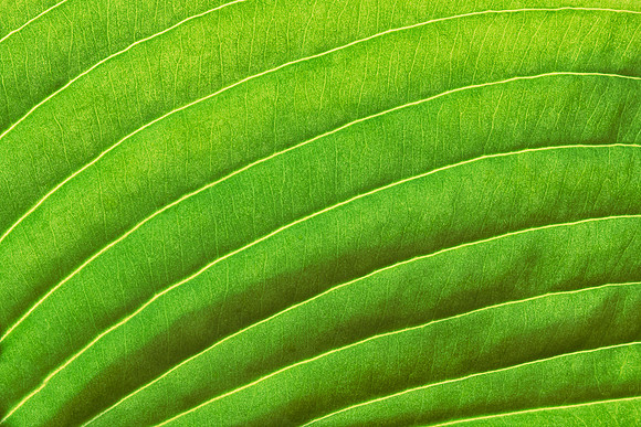 Hosta leaf