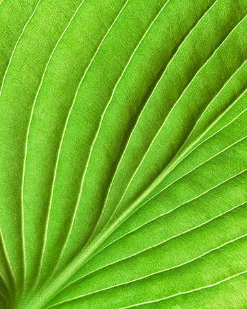 Hosta leaf