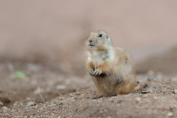 Black-tailed prairie dog