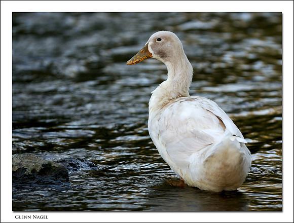 Duck