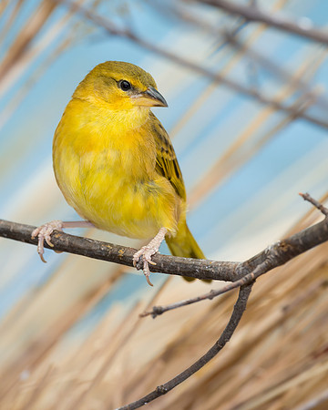 Taveta Golden Weaver