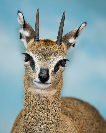 Klipspringer