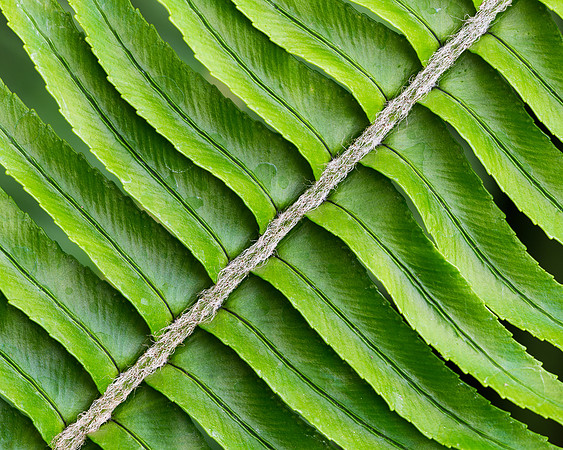 Fern leaves