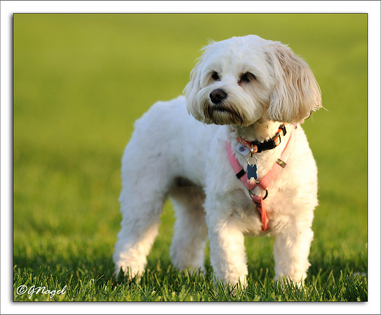 Dog spectator