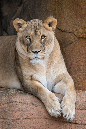African lion