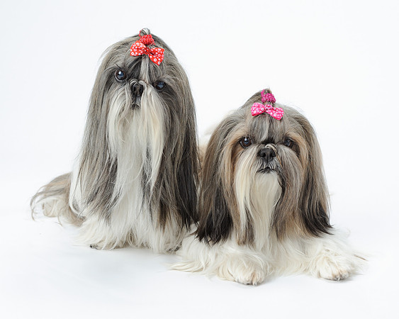 Shih Tzu dogs