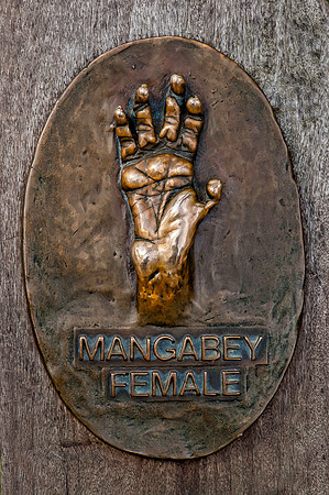 Mangabey handprint