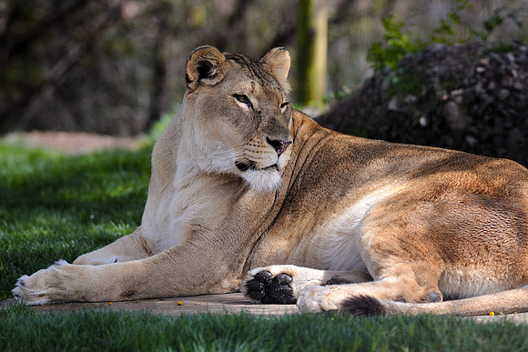 African lion