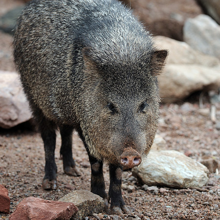 Collared peccary