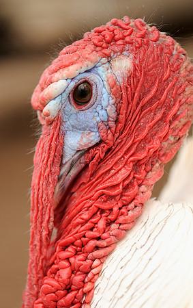 Turkey
