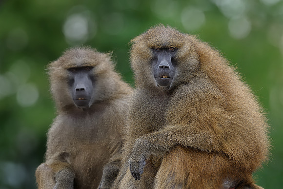 Baboons