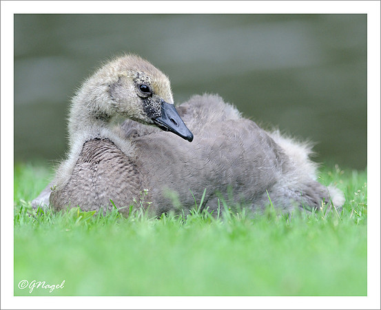 Gosling