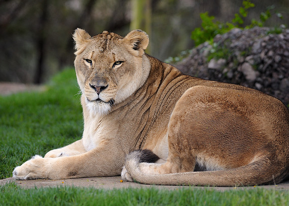 African lion