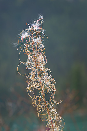 Curly cotton weed
