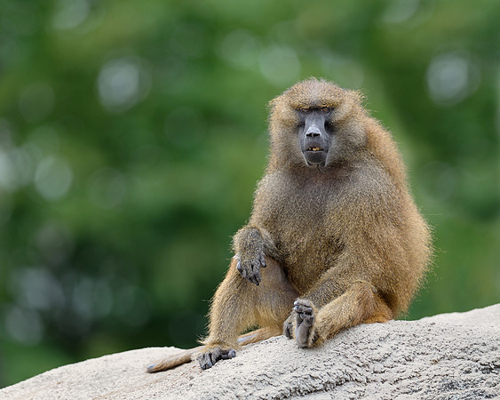 Baboon
