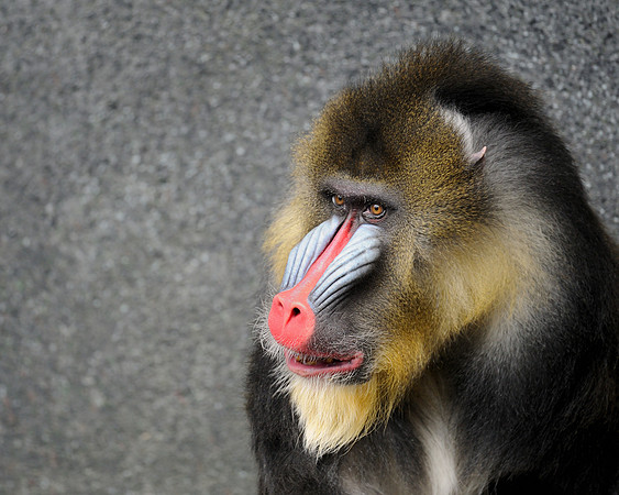 Mandrill