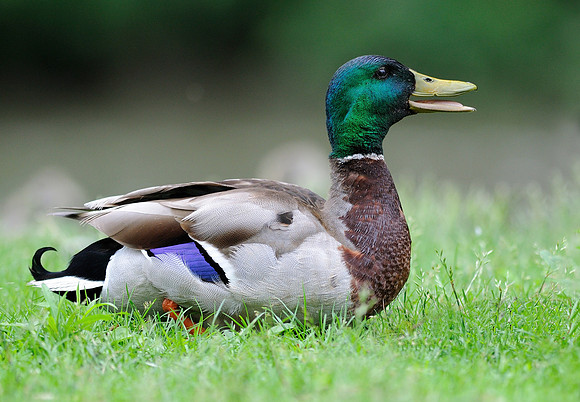 Duck