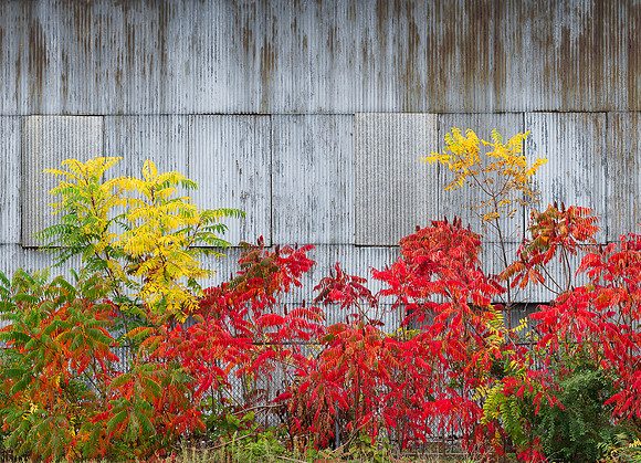 Fall colors