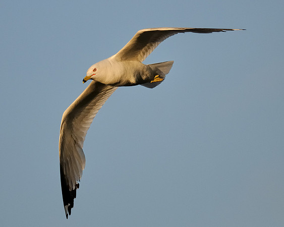 Gull in flight