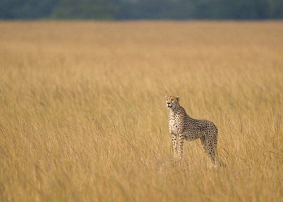 Cheetah