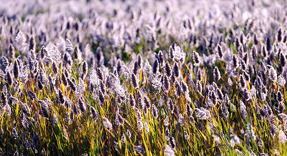Backlit grass