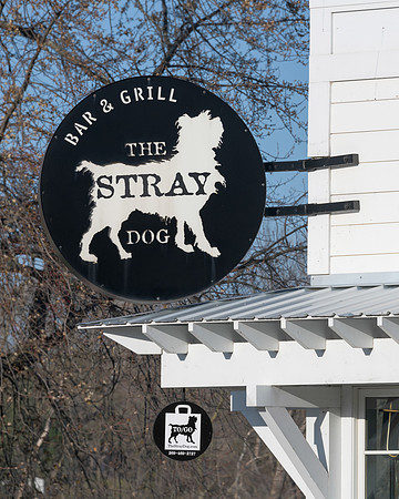 Stray Dog